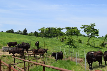 高原牧場の牛の群れ