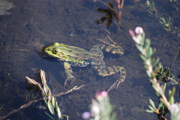 Frosch