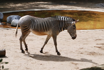 Fototapeta na wymiar Zebra