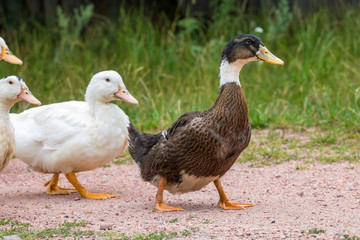 Fototapeta premium Ducks on green grass