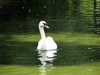 Obraz premium White swan