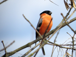Bird on a branch
