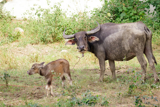 Image of buffalo mother and little buffalo on the natural background. Wildlife Animals.