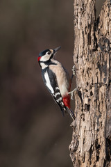 Picchio rosso maggiore maschio (Dendrocopos major)