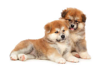 Obraz premium Akita Inu puppy dog on white background