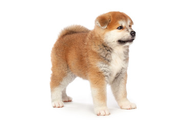 Obraz premium Akita Inu puppy dog on white background