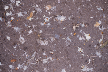Pigeons Guano Dropping on Asphalt Road Surface in a City as Abstract Splashing Stained of Birds...