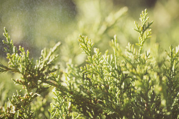 растение нежное растёт в парке фоновое изображение 