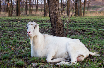 goat in the field