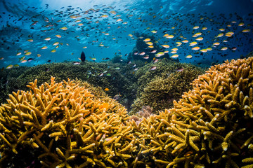 Wide angle reef scene with thousands of tropical fish surrounding a healthy coral reef