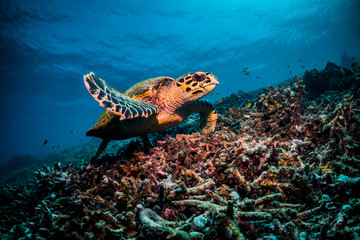 Underwater wide angle shot of a hawksbill turtle swimming over coral reef towards the camera 