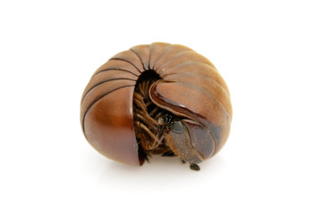 Image of pill millipede(Oniscomorpha) isolated on a white background. Glomerida. Insect. Animal.