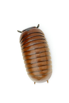 Image of pill millipede(Oniscomorpha) isolated on a white background. Glomerida. Insect. Animal.