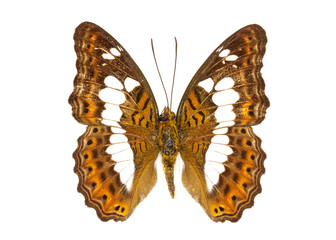 Image of Commander Butterfly (Moduza procris) on white background. Insect. Animal