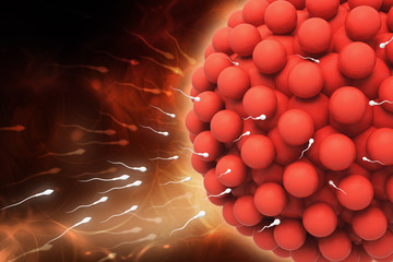3d rendered blastocyst isolated on a color background