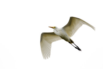 Image of Eastern Cattle egret (Bubulcus coromandus) flying on whitel background. Bird, Wild Animals.