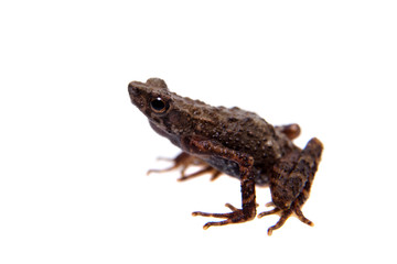Kinabalu Slender Toad or Ansonia hanitschi on white