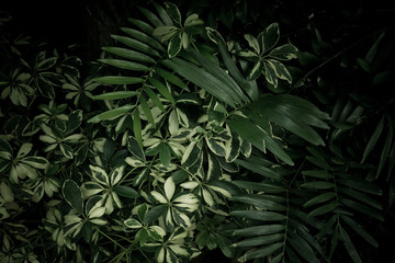 green leaves natural background wallpaper, texture of leaf, leaves with space for text 