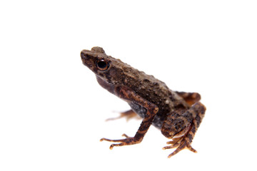 Kinabalu Slender Toad or Ansonia hanitschi on white
