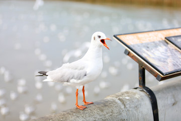 seagull on a post
