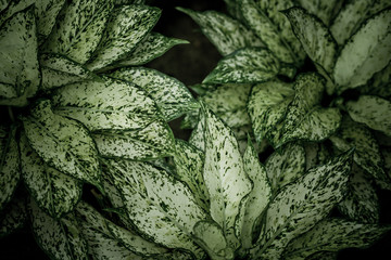 green leaves natural background wallpaper, texture of leaf, leaves with space for text 