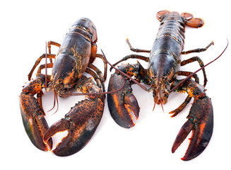 lobsters in studio