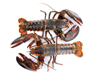 lobsters in studio