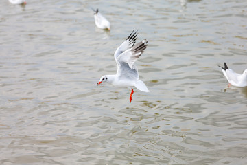 seagull in flight