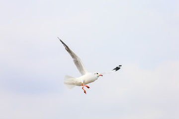 seagull in flight