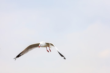 seagull in flight