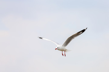 Fototapeta premium seagull in flight