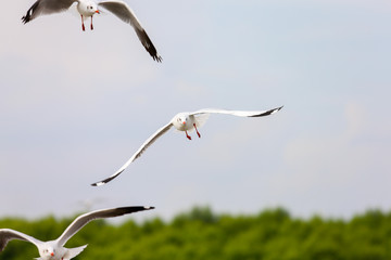 seagull in flight