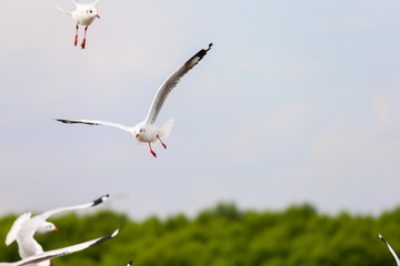 seagull in flight