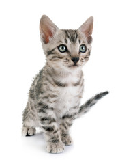 bengal kitten in studio
