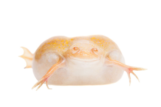 Albino african clawed frog on white background