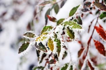 colorful leaves of the tree covered with frost -photo with very shallow focus.