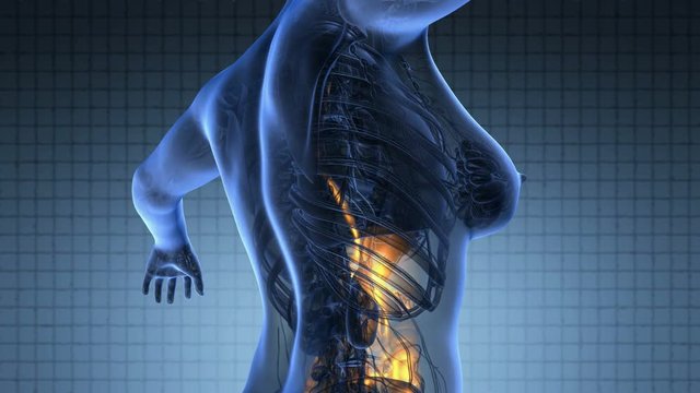 Science Anatomy Scan Of Woman Digestive System Glowing