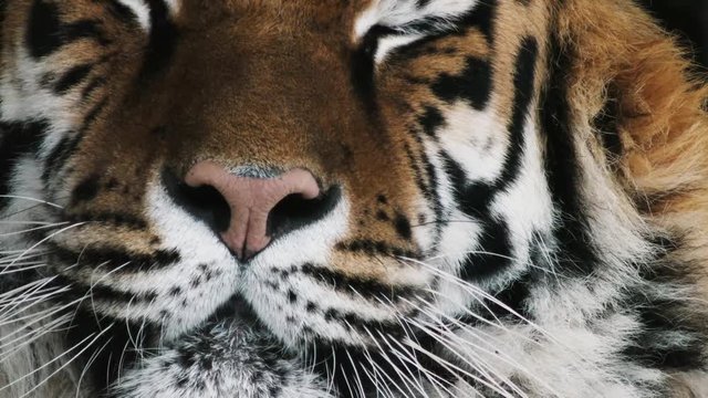 tiger head, close-up