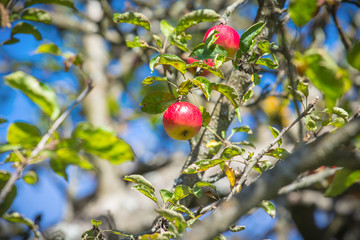 Red apples on a tree