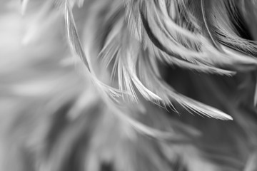 Blur Bird chickens feather texture for background, Fantasy, Abstract, soft color of art design.