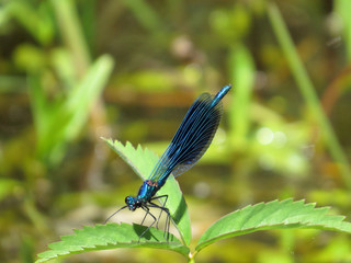 Dragonfly