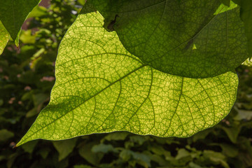 A large green leaf lit by the sun
