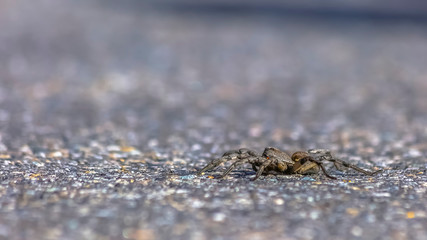 Unique wolf spider crawling on sunny road in Utah