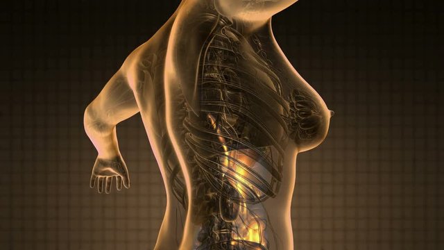 Science Anatomy Scan Of Woman Digestive System Glowing