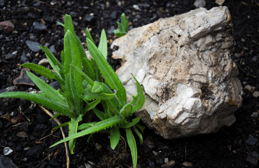 young plants in the garden, green, black, white