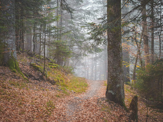 misty foggy autumn forest path on early morning walk