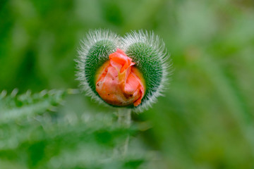 Sich öffnende Mohn-Knospe