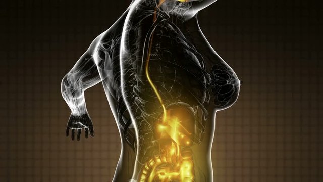 Science Anatomy Scan Of Woman Digestive System Glowing