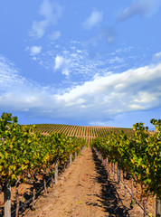 Obraz premium Vineyard landscape with blue cloudy sky
