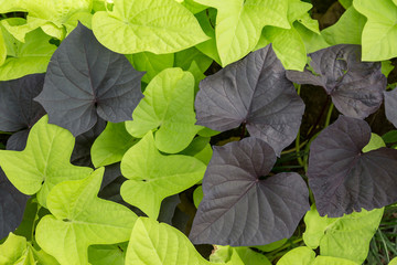 Full frame background of bright green and dark purple leaves